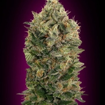 Auto Black Diesel cannabis plants in bloom, grown from Automatic seeds – ideal for home cultivation from Advanced Seeds