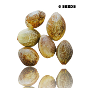 The Auto Black Diesel plant produces large side buds and a sizable central bud that extends along the entire length of the plant, leading to a high yield.