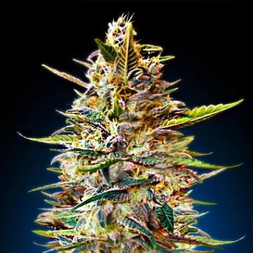 Auto Blue Diesel cannabis plants in bloom, grown from Automatic seeds – ideal for home cultivation from Advanced Seeds