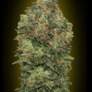Auto Critical Soma cannabis plants in bloom, grown from Automatic seeds – ideal for home cultivation from Advanced Seeds