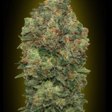 Auto Critical Soma cannabis plants in bloom, grown from Automatic seeds – ideal for home cultivation from Advanced Seeds