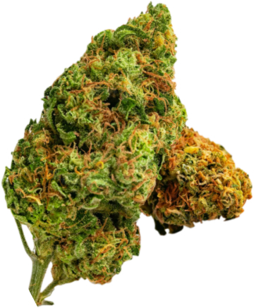 Auto Heavy Bud