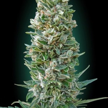 Auto Heavy Bud cannabis plants in bloom, grown from Feminized seeds – ideal for home cultivation from Advanced Seeds