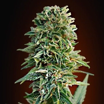Auto Jack Herer cannabis plants in bloom, grown from Automatic seeds – ideal for home cultivation from Advanced Seeds