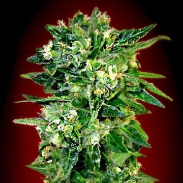 Auto Kaya 47 cannabis plants in bloom, grown from Automatic seeds – ideal for home cultivation from Advanced Seeds