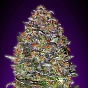 Auto NYC Diesel cannabis plants in bloom, grown from Automatic seeds – ideal for home cultivation from Advanced Seeds