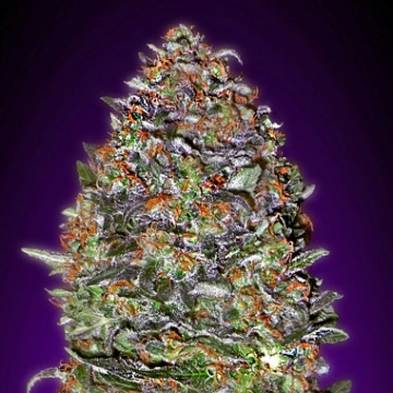 Auto NYC Diesel cannabis plants in bloom, grown from Automatic seeds – ideal for home cultivation from Advanced Seeds
