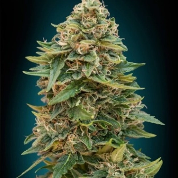 Auto Skunk 47 cannabis plants in bloom, grown from Automatic seeds – ideal for home cultivation from Advanced Seeds