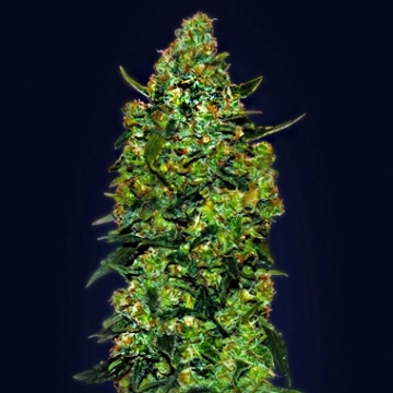 Auto Skunk Mass cannabis plants in bloom, grown from Automatic seeds – ideal for home cultivation from Advanced Seeds