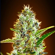 Auto Somango cannabis plants in bloom, grown from Automatic seeds – ideal for home cultivation from Advanced Seeds