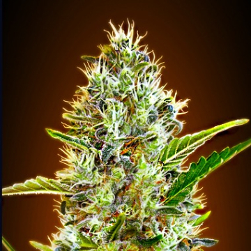 Auto Somango