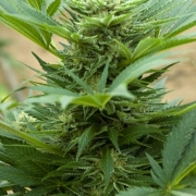 Automatic Mix cannabis plants in bloom, grown from Automatic seeds – ideal for home cultivation from Advanced Seeds