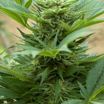 Automatic Mix cannabis plants in bloom, grown from Automatic seeds – ideal for home cultivation from Advanced Seeds