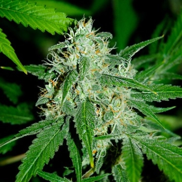 Haze Mist cannabis plants in bloom, grown from Feminized seeds – ideal for home cultivation from Advanced Seeds
