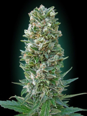 Heavy Bud cannabis plants in bloom, grown from Feminised seeds – ideal for home cultivation from Advanced Seeds