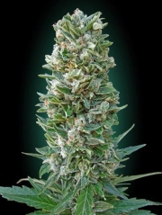 Heavy Bud cannabis plants in bloom, grown from Feminized seeds – ideal for home cultivation from Advanced Seeds