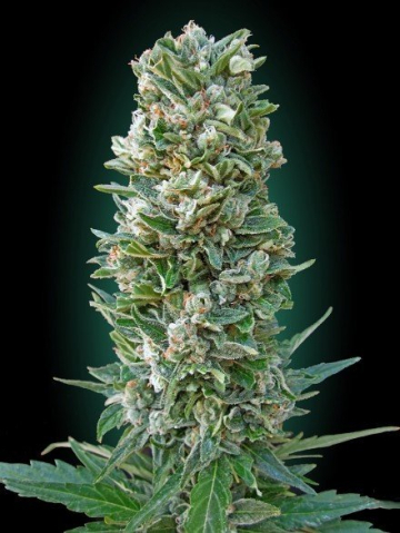 Heavy Bud cannabis plants in bloom, grown from Feminised seeds – ideal for home cultivation from Advanced Seeds