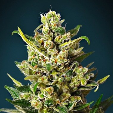 Ice Kush cannabis plants in bloom, grown from Feminised seeds – ideal for home cultivation from Advanced Seeds