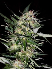 Jack Plant cannabis plants in bloom, grown from Feminized seeds – ideal for home cultivation from Advanced Seeds