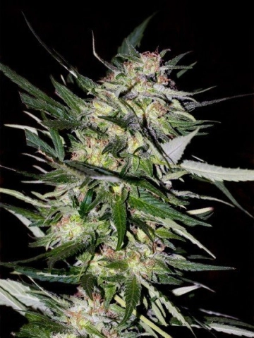 Jack Plant cannabis plants in bloom, grown from Feminized seeds – ideal for home cultivation from Advanced Seeds