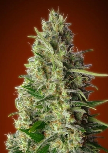 Kali 47 cannabis plants in bloom, grown from Feminized seeds – ideal for home cultivation from Advanced Seeds