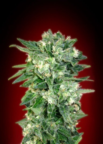 Kaya 47 cannabis plants in bloom, grown from Feminised seeds – ideal for home cultivation from Advanced Seeds