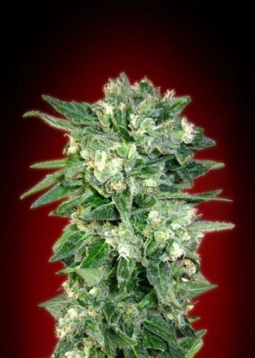 Kaya 47 cannabis plants in bloom, grown from Feminized seeds – ideal for home cultivation from Advanced Seeds
