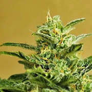 Low Girl Auto cannabis plants in bloom, grown from Automatic seeds – ideal for home cultivation from Advanced Seeds