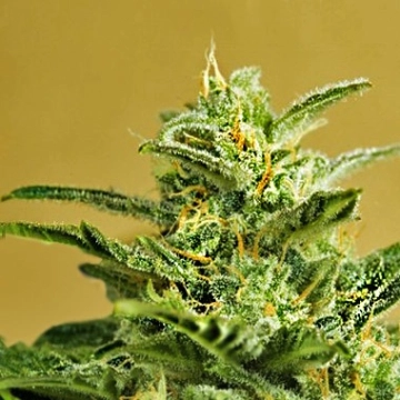 Low Girl Auto cannabis plants in bloom, grown from Automatic seeds – ideal for home cultivation from Advanced Seeds