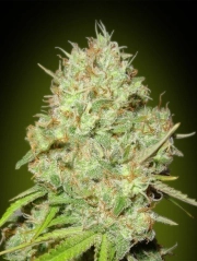 Shark Widow cannabis plants in bloom, grown from Feminized seeds – ideal for home cultivation from Advanced Seeds