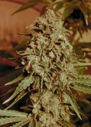 Somango Widow cannabis plants in bloom, grown from Feminized seeds – ideal for home cultivation from Advanced Seeds