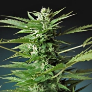 Sweet Dwarf Auto cannabis plants in bloom, grown from Automatic seeds – ideal for home cultivation from Advanced Seeds