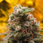 Top 69 Auto cannabis plants in bloom, grown from Automatic seeds – ideal for home cultivation from Advanced Seeds