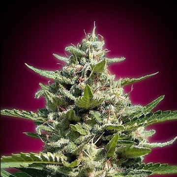 White Kush cannabis plants in bloom, grown from Feminised seeds – ideal for home cultivation from Advanced Seeds