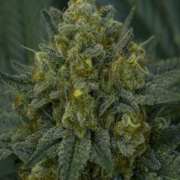 Auto Blackberry Moonrocks cannabis plants in bloom, grown from Automatic seeds – ideal for home cultivation from Anesia Seeds