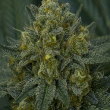 Auto Blackberry Moonrocks cannabis plants in bloom, grown from Automatic seeds – ideal for home cultivation from Anesia Seeds