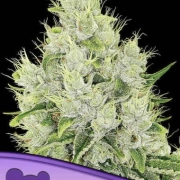 Auto Lemongrass cannabis plants in bloom, grown from Automatic seeds – ideal for home cultivation from Anesia Seeds