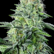 Auto Strawberry Banana cannabis plants in bloom, grown from Automatic seeds – ideal for home cultivation from Anesia Seeds