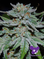 Slurricane cannabis plants in bloom, grown from Feminised seeds – ideal for home cultivation from Anesia Seeds