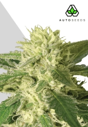 Auto #1 cannabis plants in bloom, grown from Automatic seeds – ideal for home cultivation from Auto Seeds