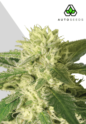 Auto #1