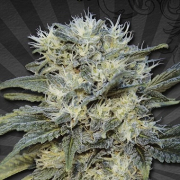 Auto Chemdog cannabis plants in bloom, grown from Automatic seeds – ideal for home cultivation from Auto Seeds