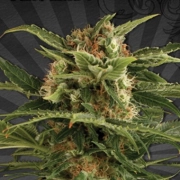 Auto Pounder cannabis plants in bloom, grown from Automatic seeds – ideal for home cultivation from Auto Seeds