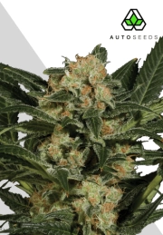 Candy Kush cannabis plants in bloom, grown from Automatic seeds – ideal for home cultivation from Auto Seeds