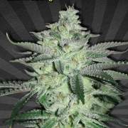 Diesel Berry Auto cannabis plants in bloom, grown from Automatic seeds – ideal for home cultivation from Auto Seeds