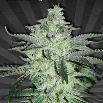 Diesel Berry Auto cannabis plants in bloom, grown from Automatic seeds – ideal for home cultivation from Auto Seeds
