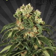 Hijack Auto cannabis plants in bloom, grown from Automatic seeds – ideal for home cultivation from Auto Seeds