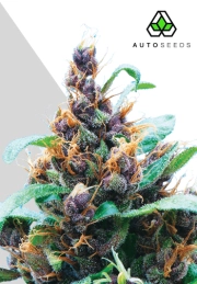 Purple Stilton cannabis plants in bloom, grown from Automatic seeds – ideal for home cultivation from Auto Seeds