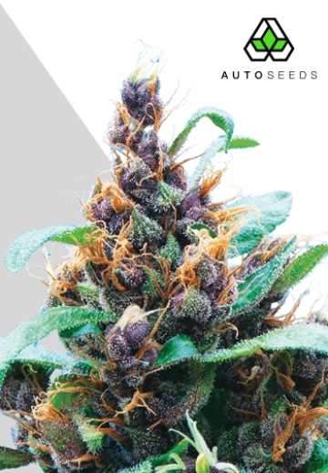 Purple Stilton cannabis plants in bloom, grown from Automatic seeds – ideal for home cultivation from Auto Seeds