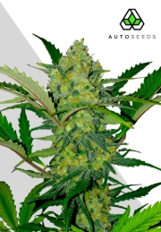 Ultra Lemon Haze cannabis plants in bloom, grown from Automatic seeds – ideal for home cultivation from Auto Seeds